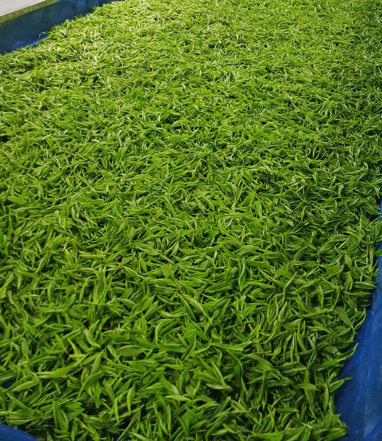 圖片3.png 圖片3.png